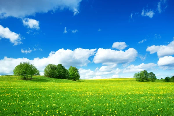 タンポポの黄色と青い空のフィールド — ストック写真
