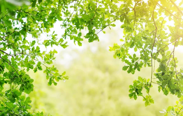 Фон з листя дуба влітку з красивим сонячним світлом — стокове фото