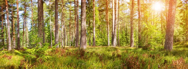 Kiefern Und Tannen Waldpanorama Frühling Weg Park — Stockfoto