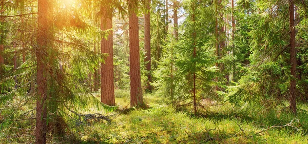 Kiefern Und Tannen Waldpanorama Frühling Weg Park — Stockfoto