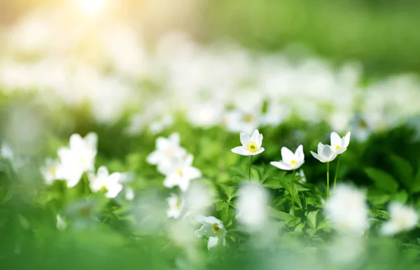 Parkta Beyaz Bahar Çiçekleri Için Görüntüleyin — Stok fotoğraf