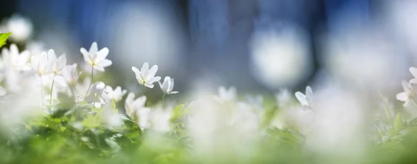 Panoramic View White Spring Flowers Park — Stock Photo, Image