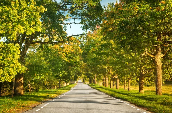 Droga Asfaltowa Pięknymi Drzewami Bokach Jesienią — Zdjęcie stockowe