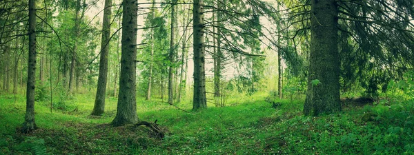 Panorama Floresta Pinheiro Abeto Primavera — Fotografia de Stock