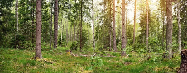 Panorama Borového Jedlového Lesa Jaře — Stock fotografie