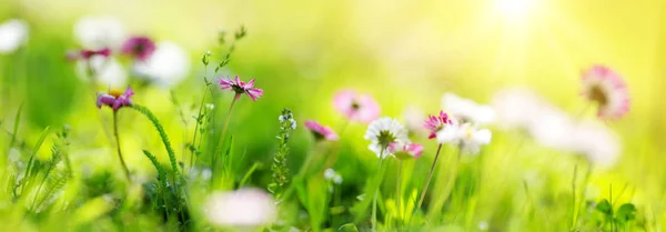 Zielone Pola Kwiaty Daisy Zbliżenie Kwiatów Różowy Wiosna Ziemi — Zdjęcie stockowe