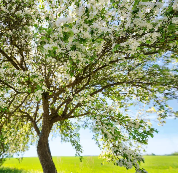 Apple Tree Bloom Garden Fruit Flowers Beautiful Spring Day — Stock Photo, Image