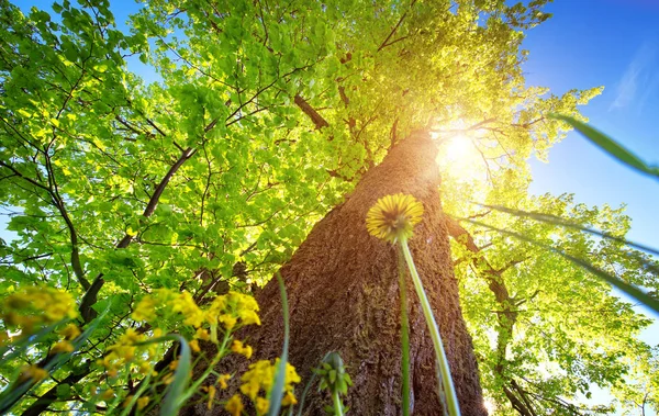 Gamla Linden Träd Lövverk Morgon Ljus Med Solljus — Stockfoto