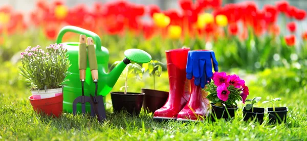 庭の土壌で育つ花や野菜の苗 — ストック写真