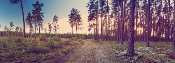 Naaldhout Bos Met Pijnbomen Bij Zonsondergang — Stockfoto