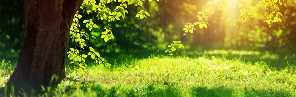 Old Oak Tree Foliage Morning Light Sunlight — Stock Photo, Image