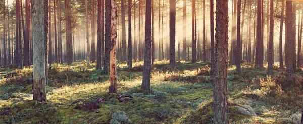 朝日に輝く朝の針葉樹林 — ストック写真