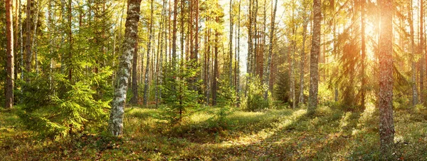 Naaldhout Bos Met Ochtendzon Schijnt Ochtend — Stockfoto