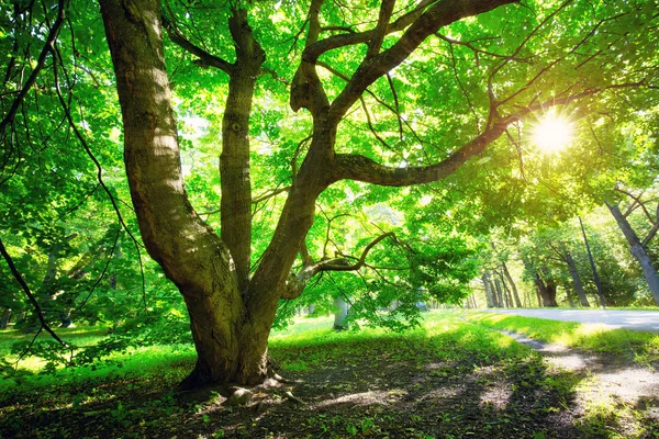 Vecchio Fogliame Quercia Luce Del Mattino Con Luce Solare — Foto Stock