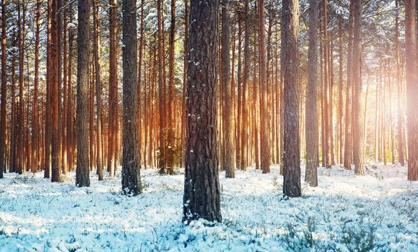 Soğuk Bir Akşamda Çam Ağaçları Karla Kaplıdır Kar Yağarken Güzel — Stok fotoğraf