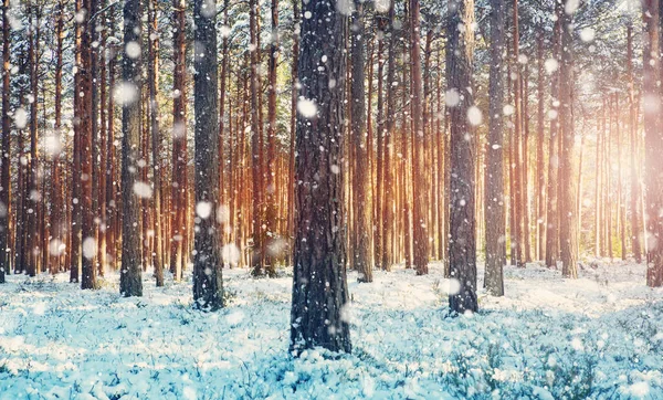 Hóval Borított Fenyőfák Fagyos Estéken Gyönyörű Téli Panoráma Hóeséskor — Stock Fotó