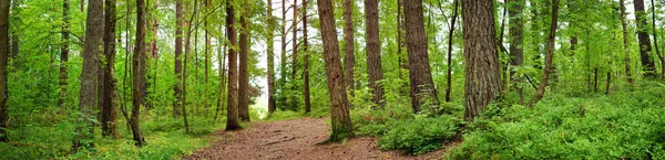 Panorama Borového Lesa Létě Stezka Parku — Stock fotografie