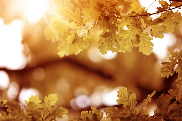 美しい日差しと秋のオークの葉のシルエット — ストック写真