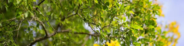 Löv Hösten Med Vackert Solljus — Stockfoto