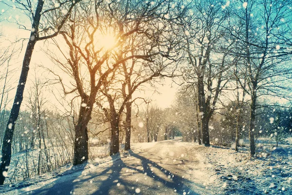 Allée Dans Matinée Enneigée Avec Beaux Arbres Sur Les Côtés — Photo