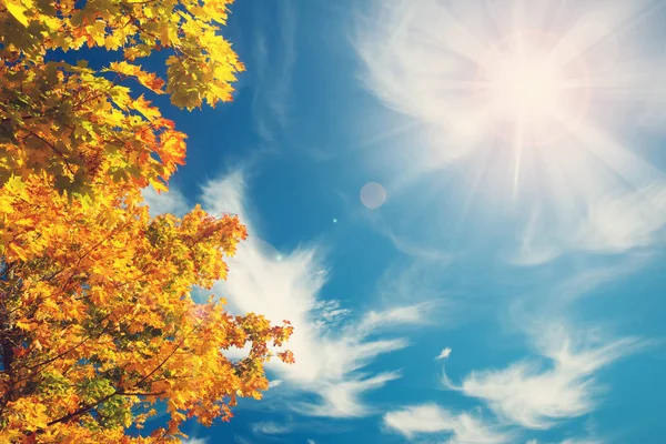 青い空に黄色のカエデが紅葉する背景 — ストック写真