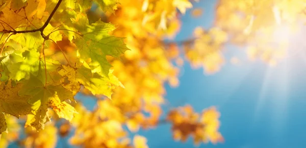 Gule Lønneblader Høsten Med Vakkert Sollys – stockfoto