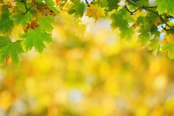 Foglie Acero Giallo Autunno Con Bella Luce Solare — Foto Stock