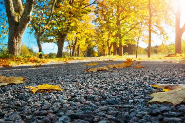Liści Drodze Piękne Tło Jesień — Zdjęcie stockowe