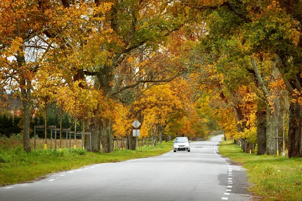 Stara Droga Asfaltowa Pięknymi Drzewami Bokach Jesienią — Zdjęcie stockowe