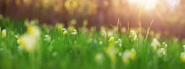 Panoramic view to spring flowers in the park — Stock Photo, Image