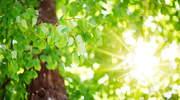 Nieuwe bladeren in de zomer — Stockfoto