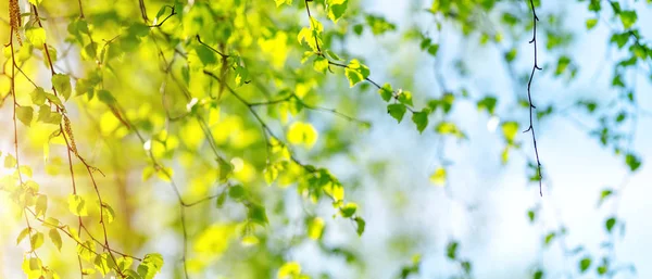 Nuove foglie di betulla — Foto Stock