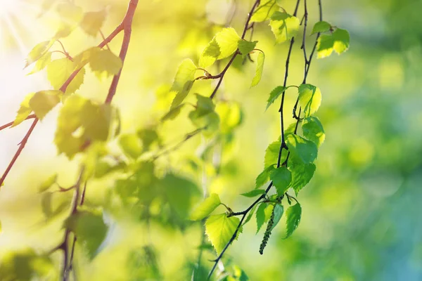 New birch leaves — Stock Photo, Image