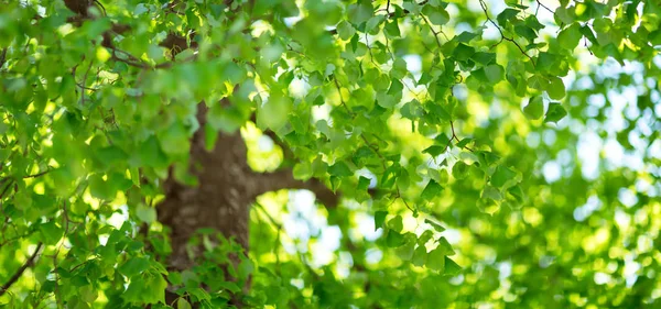 Nouvelles feuilles en été — Photo