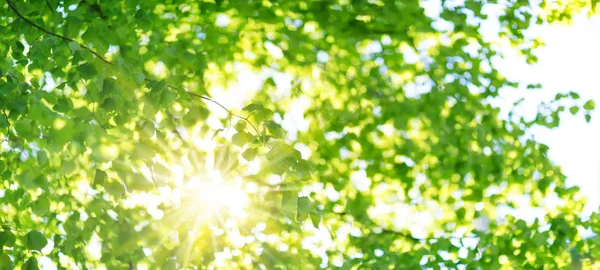 Neues Laub im Sommer — Stockfoto