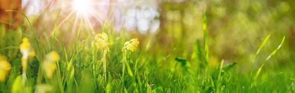 Panoramic view to spring flowers in the park — Stock Photo, Image