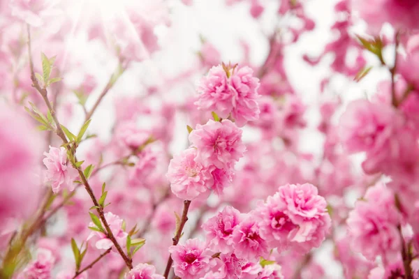 Niewyraźne tło drzewa sakura — Zdjęcie stockowe