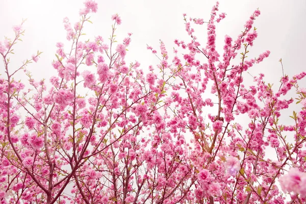 Niewyraźne tło drzewa sakura — Zdjęcie stockowe