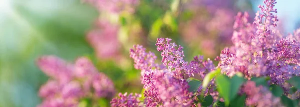 Lilac flowers blooming outdoors — Stock Photo, Image