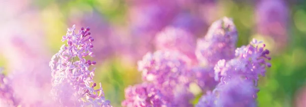 Flores de lilás florescendo ao ar livre — Fotografia de Stock