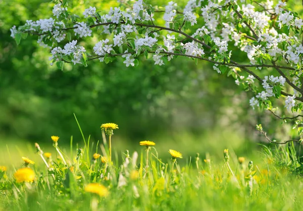 Campo con denti di leone. Primo piano dei fiori gialli primaverili — Foto Stock