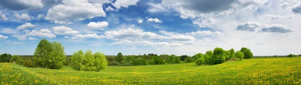 Fält med maskrosor och blå himmel — Stockfoto