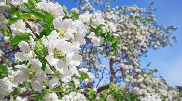 Fond flou de pommier — Photo