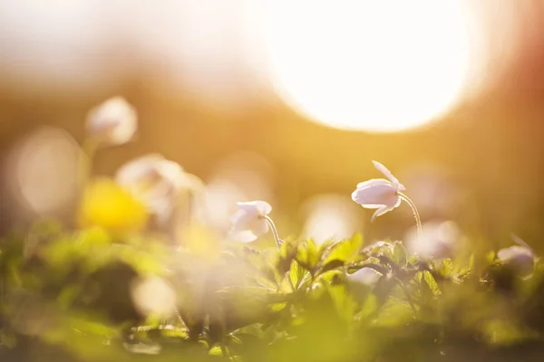 Gün batımında güzel bahar çiçekleri ile ahşap — Stok fotoğraf