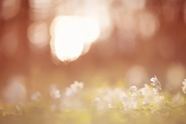 Drewno z piękne wiosenne kwiaty o zachodzie słońca — Zdjęcie stockowe