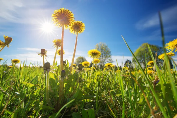 Campo con denti di leone e cielo blu — Foto Stock