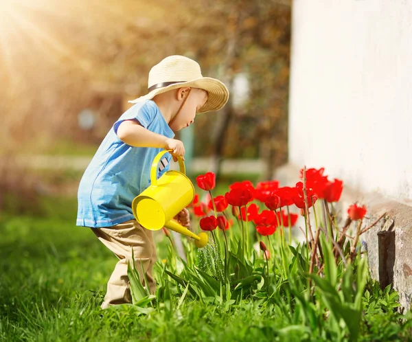 Niño pequeño caminando cerca de tulipanes en el macizo de flores en hermoso día de primavera —  Fotos de Stock