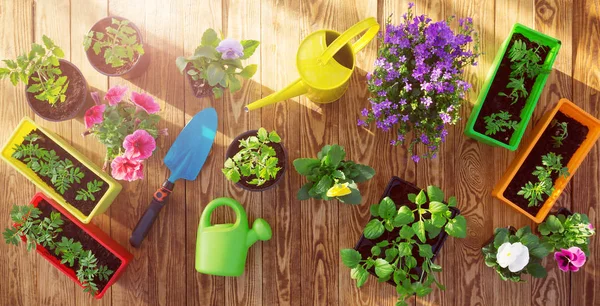 Plántulas de flores y vegetales que crecen en el jardín —  Fotos de Stock