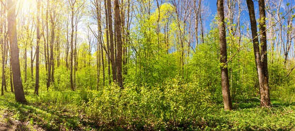 Panorama bosque de pinos — Foto de Stock