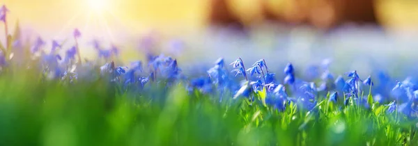 Scilla bloemen in het park — Stockfoto